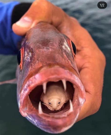fish tounge